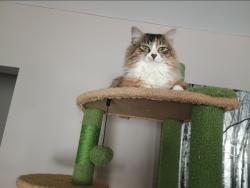 Lost Unknown Cat last seen Campbellsville Rd & 210, Hodgenville, KY 42748