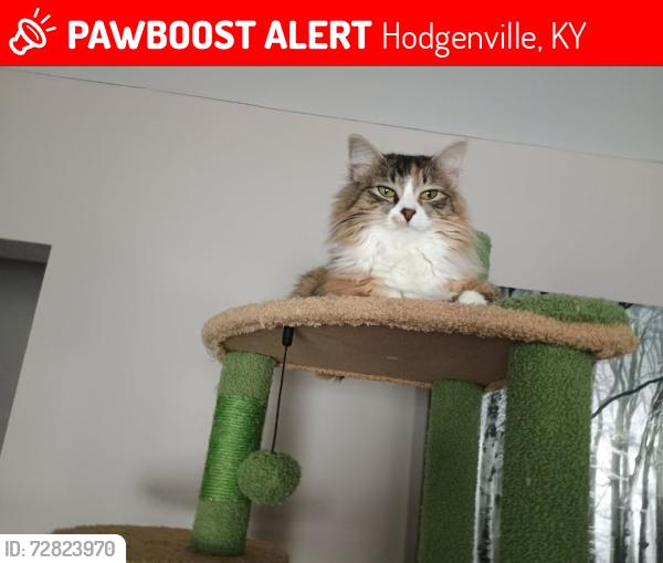 Lost Unknown Cat last seen Campbellsville Rd & 210, Hodgenville, KY 42748