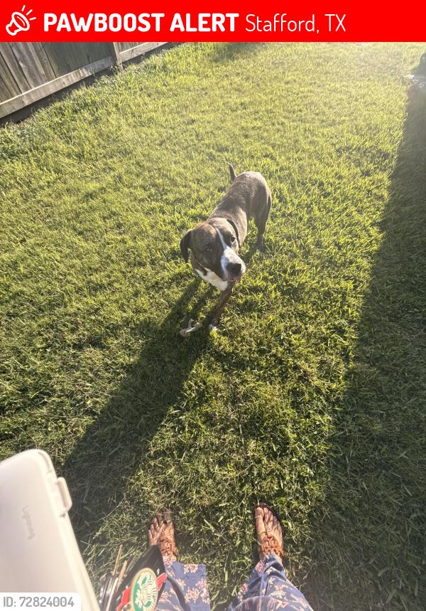 Lost Male Dog last seen Near quiet meadow ct , Stafford, TX 77477