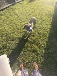 Lost Male Dog last seen Near quiet meadow ct , Stafford, TX 77477