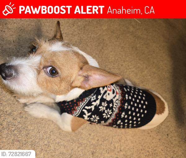 Lost Male Dog last seen Ball Road and State College, Anaheim, CA 92806