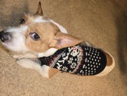 Lost Male Dog last seen Ball Road and State College, Anaheim, CA 92806