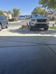 Found/Stray Male Dog last seen Cottonwood ave, Moreno Valley, CA 92555