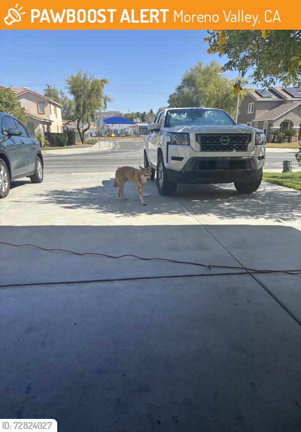 Found/Stray Male Dog last seen Cottonwood ave, Moreno Valley, CA 92555
