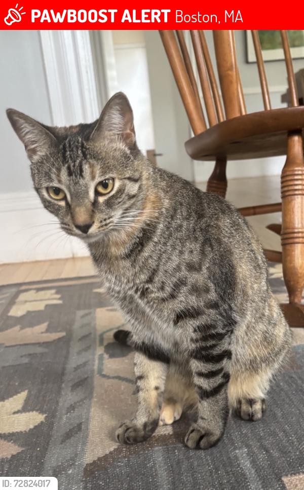 Lost Female Cat last seen Fairview Street Roslindale, MA, Boston, MA 02131