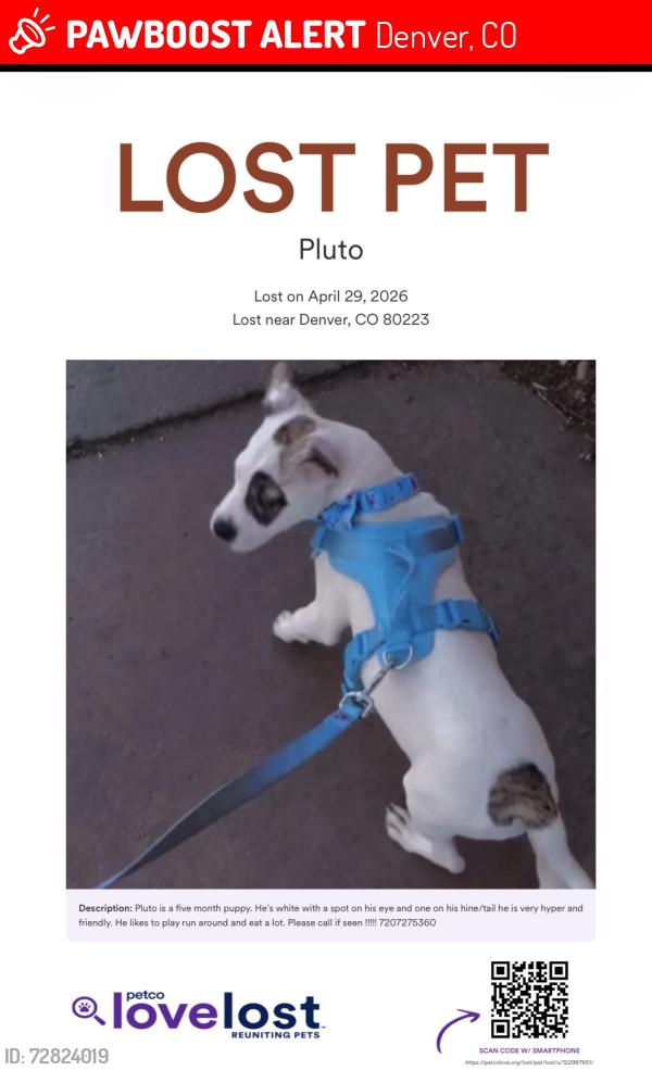 Lost Male Dog last seen Bannock and Bayaud , Denver, CO 80223