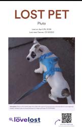 Lost Male Dog last seen Bannock and Bayaud , Denver, CO 80223