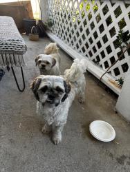Found/Stray Unknown Dog last seen Cypress Drive, Tracy, CA 95376