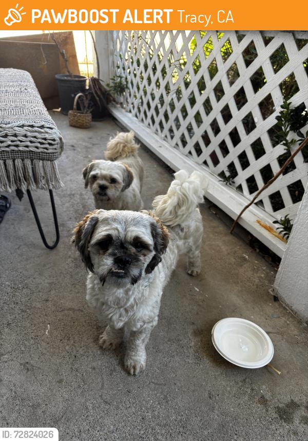 Found/Stray Unknown Dog last seen Cypress Drive, Tracy, CA 95376