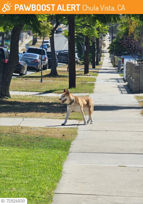 Found/Stray Male Dog last seen Palomar street, walking towards 3rd avenue, Chula Vista, CA 91911