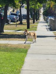 Found/Stray Male Dog last seen Palomar street, walking towards 3rd avenue, Chula Vista, CA 91911