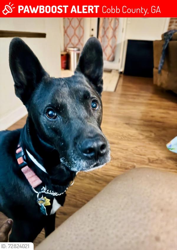 Lost Male Dog last seen Close to Hollydale elementary , Cobb County, GA 30008