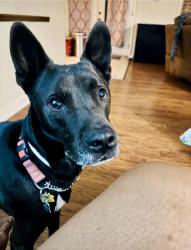 Lost Male Dog last seen Close to Hollydale elementary , Cobb County, GA 30008