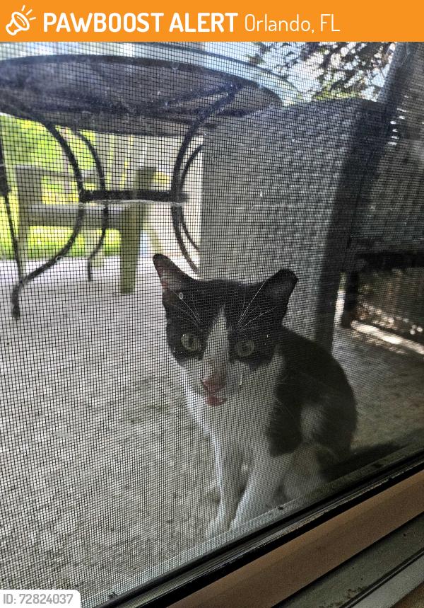 Found/Stray Male Cat last seen Pinewood Reserve, Orlando, FL 32829