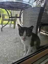 Found/Stray Male Cat last seen Pinewood Reserve, Orlando, FL 32829