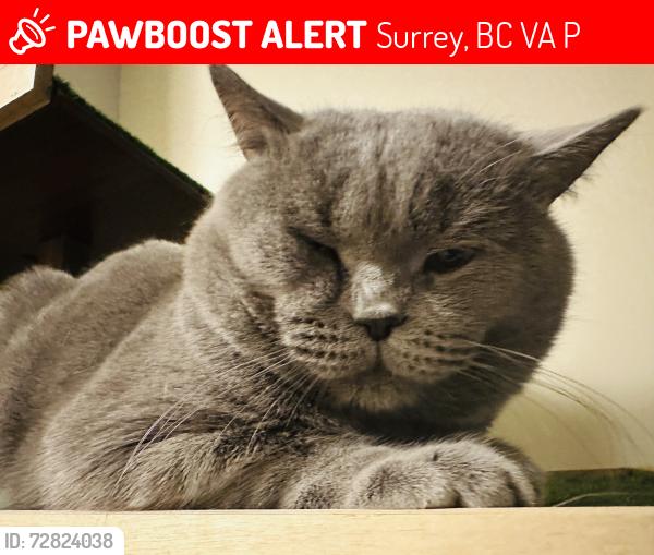 Lost Male Cat last seen 19A & 140 ST, Surrey, BC V4A 8P4