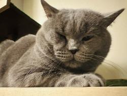 Lost Male Cat last seen 19A & 140 ST, Surrey, BC V4A 8P4