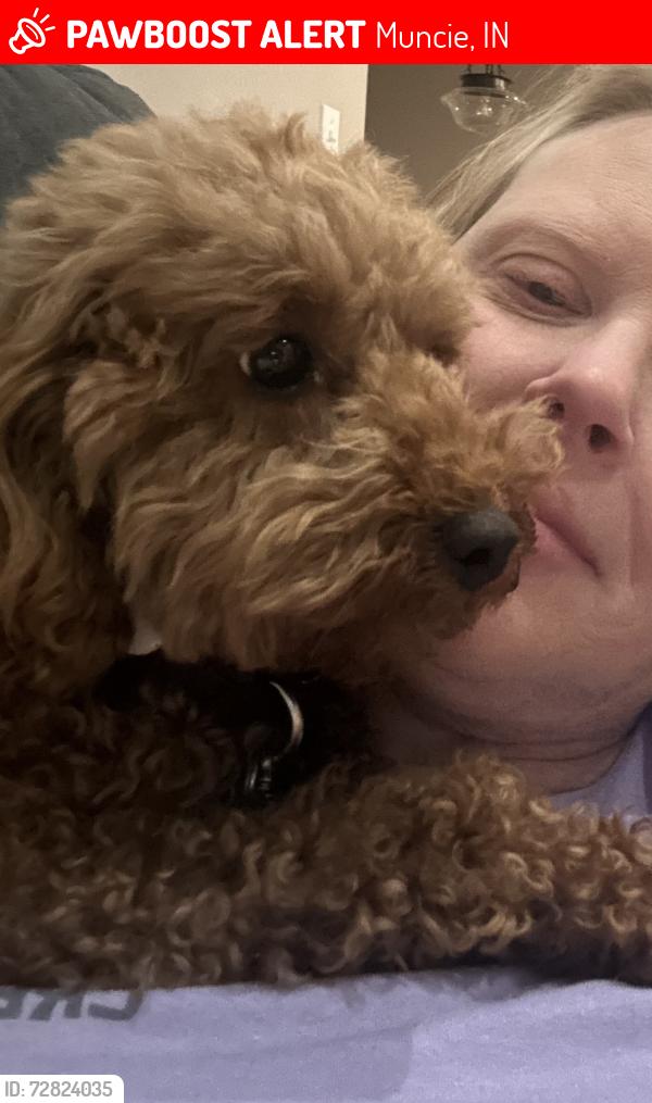 Lost Female Dog last seen apmt complex, Muncie, IN 47304