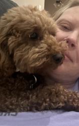 Lost Female Dog last seen apmt complex, Muncie, IN 47304