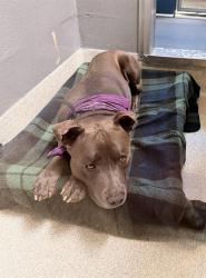 Shelter Stray Male Dog last seen BUENA VISTA AND WILLOW, 1590 Fortmann Way, Alameda, CA 94501, USA
