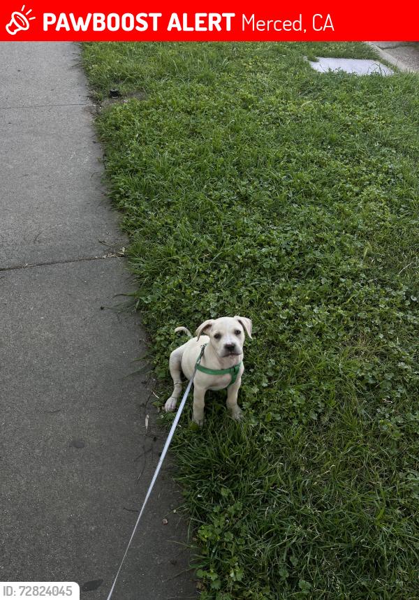 Lost Male Dog last seen 12th st merced ca, Merced, CA 95341