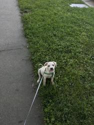 Lost Male Dog last seen 12th st merced ca, Merced, CA 95341