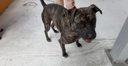 Shelter Stray Male Dog last seen Near BLOCK NW SOUTH RIVER DR, Doral, FL 33122