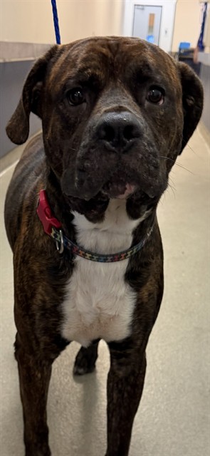 Shelter Stray Male Dog last seen Near BLOCK SE 31 CT, Doral, FL 33122