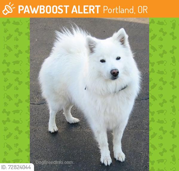 Found/Stray Unknown Dog last seen i84 due west at the I 205 interchange fast lane shoulder , Portland, OR 97220