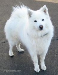 Found/Stray Unknown Dog last seen i84 due west at the I 205 interchange fast lane shoulder , Portland, OR 97220