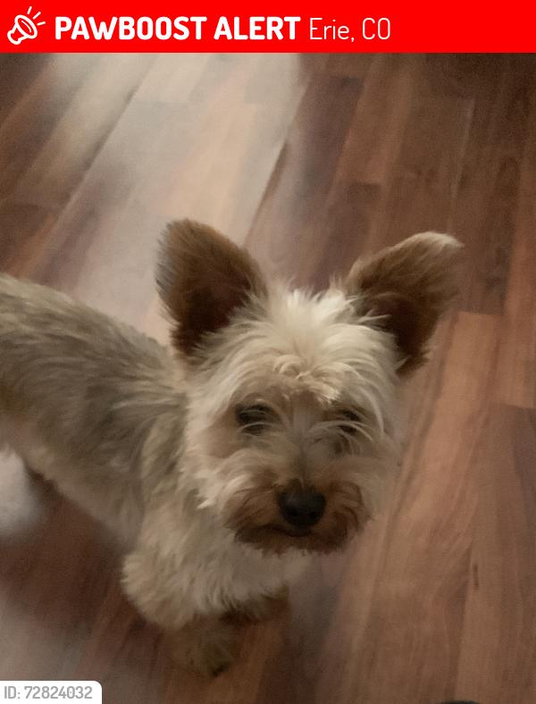 Lost Male Dog last seen County road 5 by Erie high school, and county 12 by Parkland ests Airpark, Erie, CO 80516