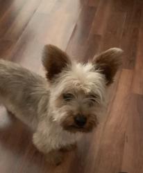 Lost Male Dog last seen County road 5 by Erie high school, and county 12 by Parkland ests Airpark, Erie, CO 80516