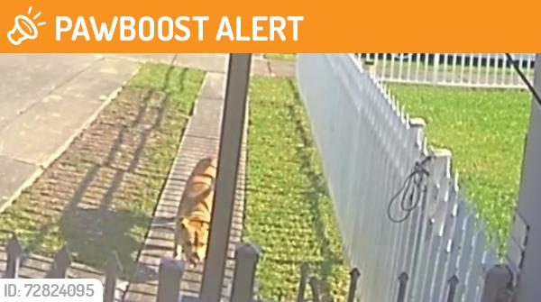 Found/Stray Unknown Dog last seen Sw 118 Ave and 173 Terr, South Miami Heights, FL 33177