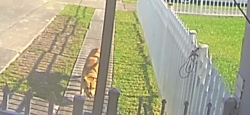 Found/Stray Unknown Dog last seen Sw 118 Ave and 173 Terr, South Miami Heights, FL 33177