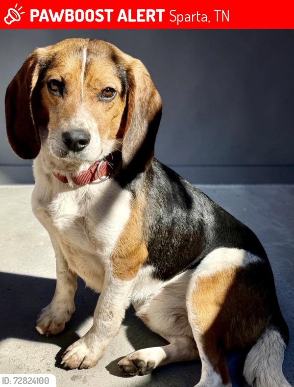 Lost Male Dog last seen Mullican Road, Sparta, TN 38583