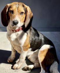 Lost Male Dog last seen Mullican Road, Sparta, TN 38583