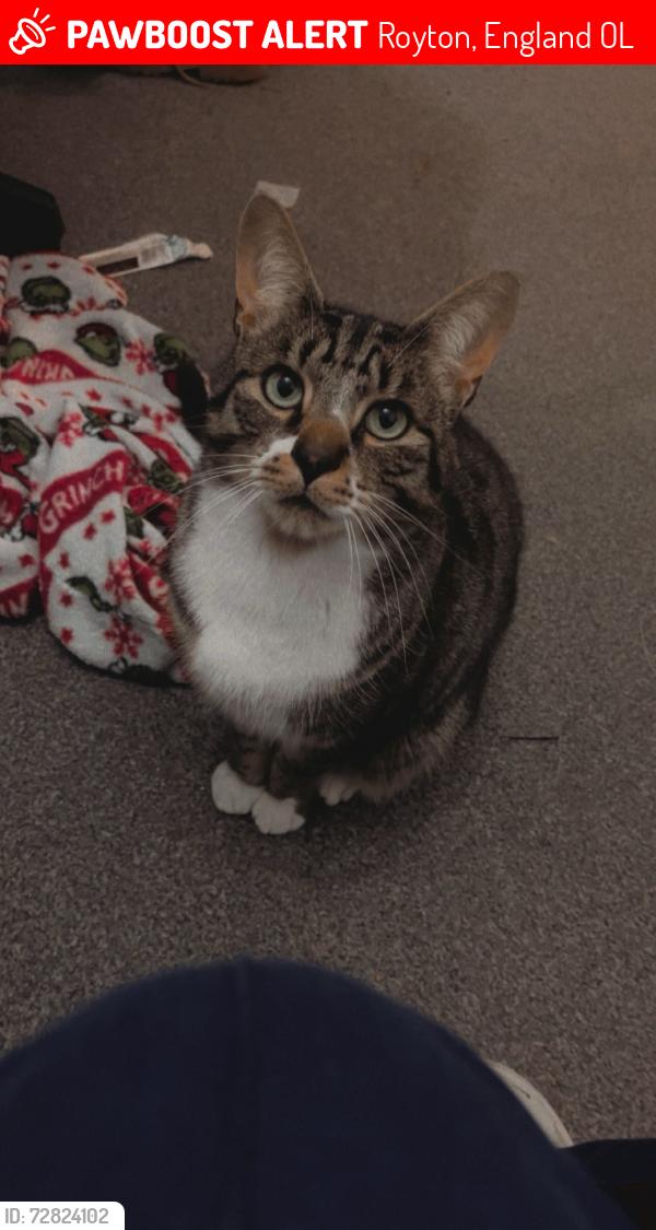Lost Male Cat last seen Near Oldham hosp, Royton, England OL2