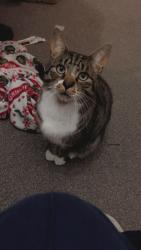 Lost Male Cat last seen Near Oldham hosp, Royton, England OL2