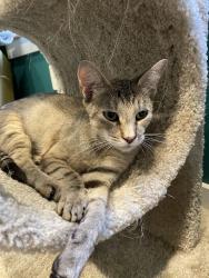 Lost Female Cat last seen 224th and 58th Ave East, Spanaway, WA 98387