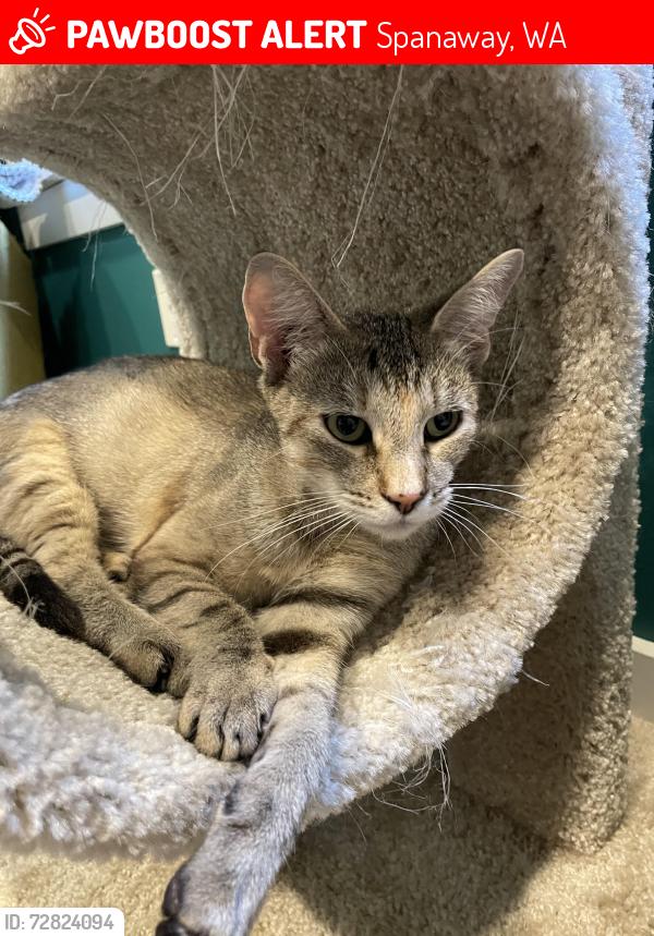 Lost Female Cat last seen 224th and 58th Ave East, Spanaway, WA 98387