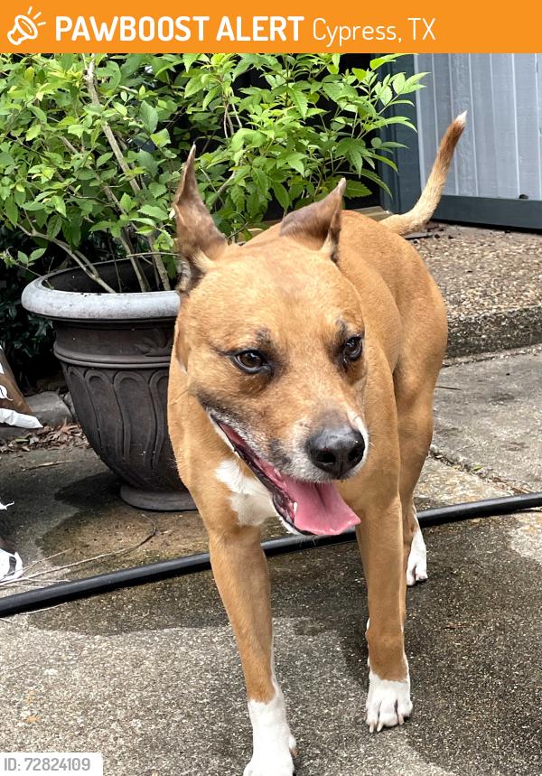 Found/Stray Male Dog last seen Little pool in Ravensway, Cypress, TX 77429