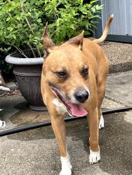 Found/Stray Male Dog last seen Little pool in Ravensway, Cypress, TX 77429