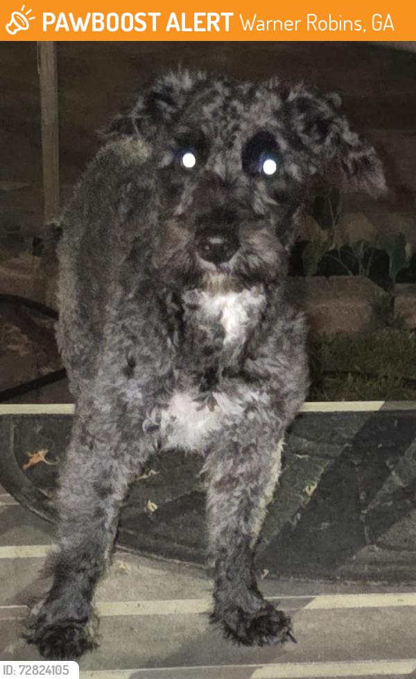 Found/Stray Male Dog last seen Cambridge Drive , Warner Robins, GA 31028