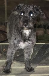 Found/Stray Male Dog last seen Cambridge Drive , Warner Robins, GA 31028