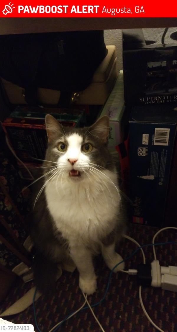 Lost Female Cat last seen McBean Community, Amarillo Circle, Mike Padgett HWY, Augusta, GA 30906