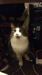 Lost Female Cat last seen McBean Community, Amarillo Circle, Mike Padgett HWY, Augusta, GA 30906
