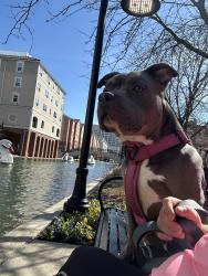 Lost Female Dog last seen Por la rural , Indianápolis, IN 46204