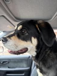 Found/Stray Female Dog last seen Between Hwy 16 & Palmer, eagle/star area, Eagle, ID 83669