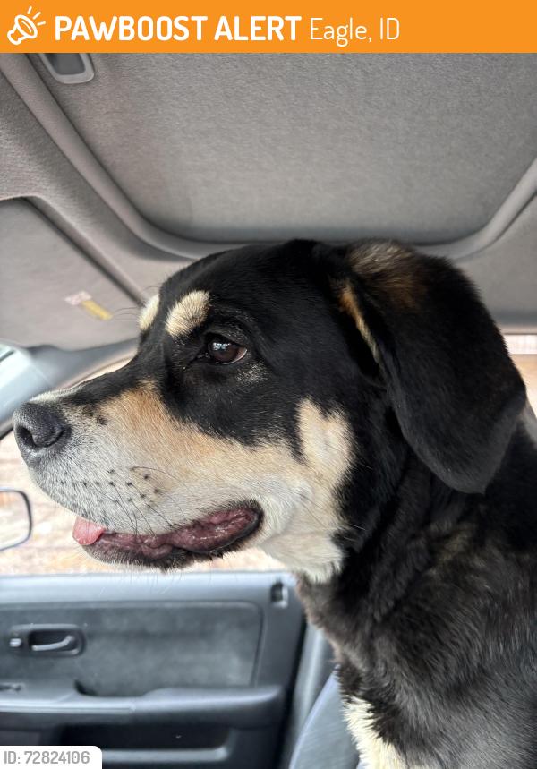 Found/Stray Female Dog last seen Between Hwy 16 & Palmer, eagle/star area, Eagle, ID 83669