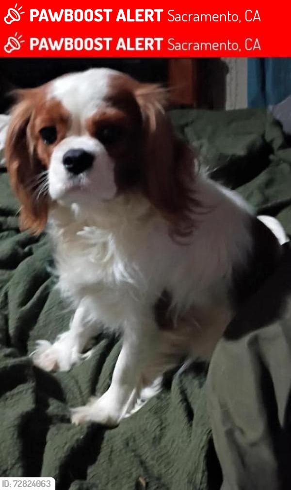 Lost Female Dog last seen Hamilton, Sacramento, CA 95842